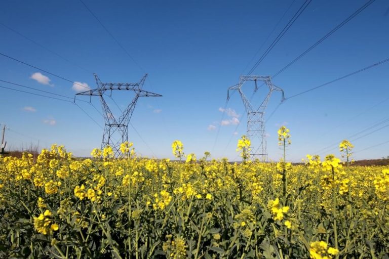 Zoom sur les coopératives agricoles d'énergie