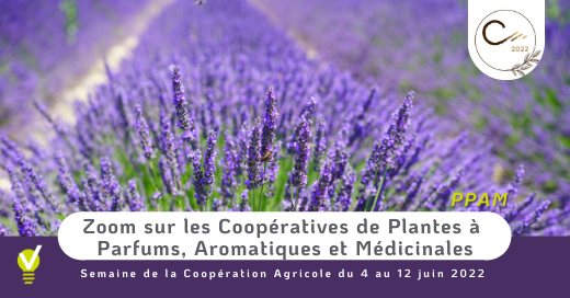 Cultivateurs de plantes à parfums, aromatiques et médicinales